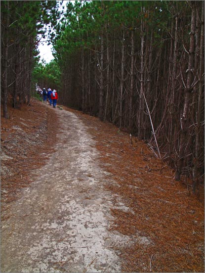 sm 090820.12.jpg - It gets narrow and dark in the swath cut through the pines.